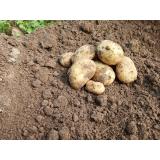 Kartoffeln 2,5 kg, festkochend