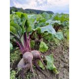 Rote Bete im Bund