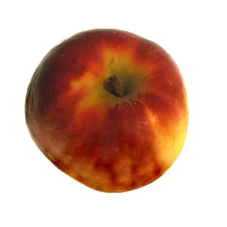 Äpfel Elstar