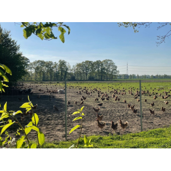 Eier-6er,Größe M/L (regional)