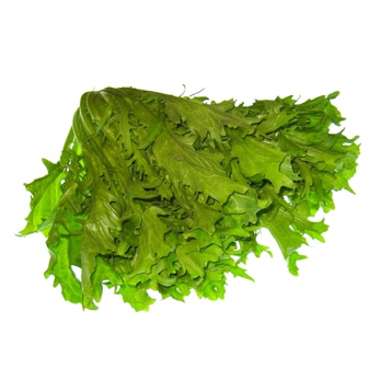 Endivien Salat