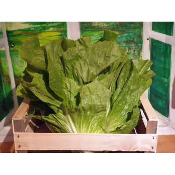 Zuckerhut-Salat