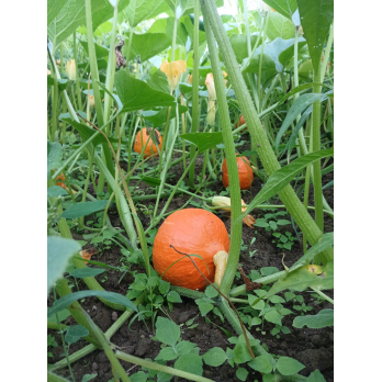 Kürbis Hokkaido