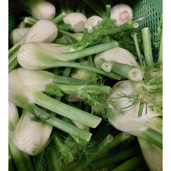 Fenchel