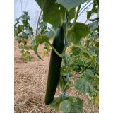 Schlangengurke 2 Wahl