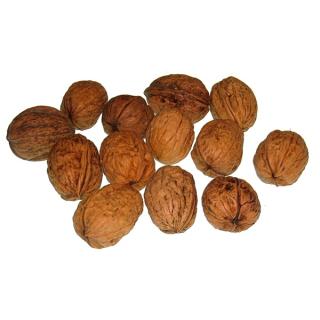 Walnüsse