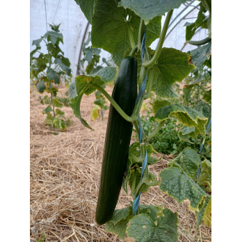 Schlangengurke 2 Wahl