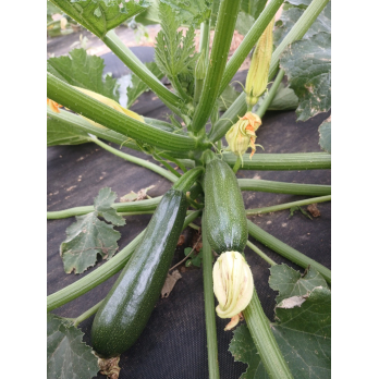 Zucchini