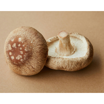Shiitake