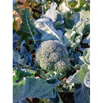Broccoli